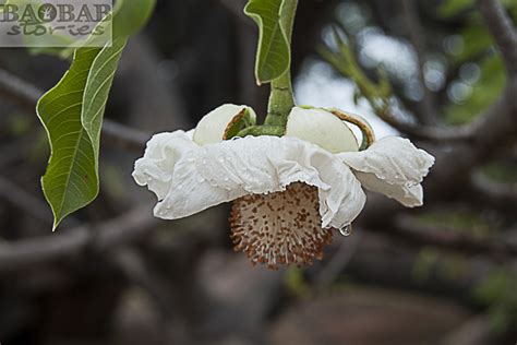 Baobab flowers enchant the night - Baobab