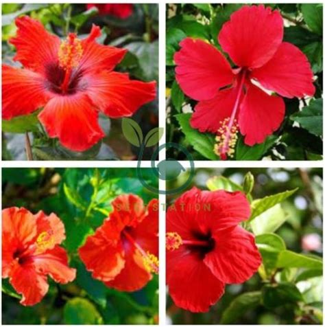 Giant Double Hibiscus 200 Seeds