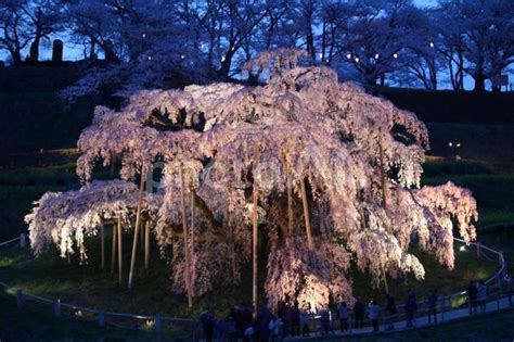 三春滝桜 No 2401042｜写真素材なら「写真ac」無料（フリー）ダウンロードok