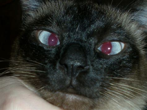 Cat's Crazy Eyes Free Stock Photo - Public Domain Pictures