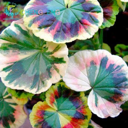 Sale Pcspack Crimson Flower Petals Geranium Bonsai Perennial Plants