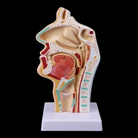 Human Throat Model Medical Teaching Knowledge Tool Nasal Cavity Anatomy