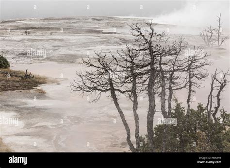 Main Terrace Mammoth Hot Springs Sept Yellowstone National Park Wyoming USA Stock