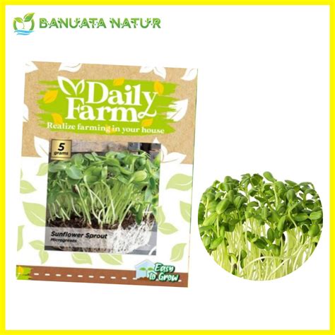 Jual Benih Bibit Microgreen Sunflower Sprout Isi 5 Gram Exp Januari