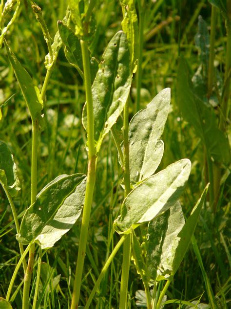 Fotos gratis césped campo prado hoja comida verde Produce