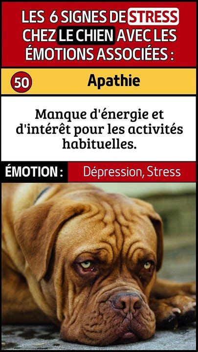 Soumission Et Apathie Signes De Stress Chez Les Chiens Vid O Dailymotion