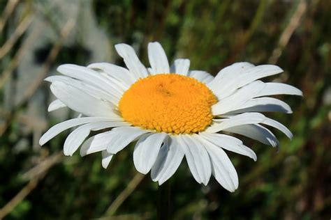 Oxeye Daisy Flowers Of Rainier