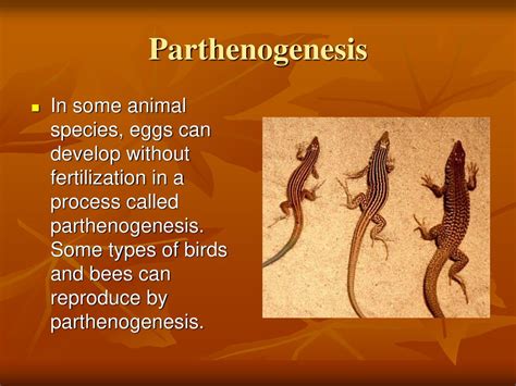 Reproduction All Living Things Reproduce Reproduction Is The Process Of Generating Offspring