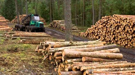 ACIERTO Y LÍMITES DEL SECTOR FORESTAL EL MONTONERO