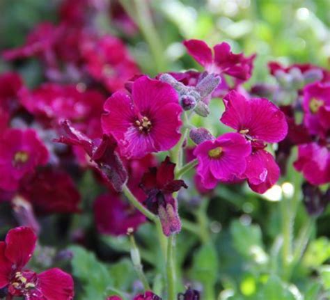 Aubrieta Axcent Burgundy Perennial Plants Plants Perennials