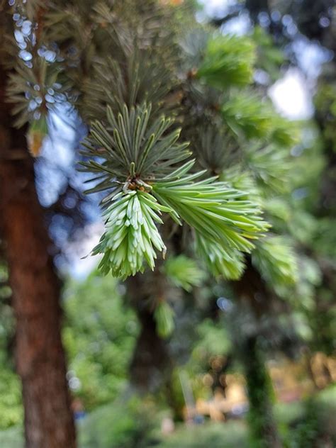 Pinus Hijau Tua Foto Gratis Di Pixabay Pixabay