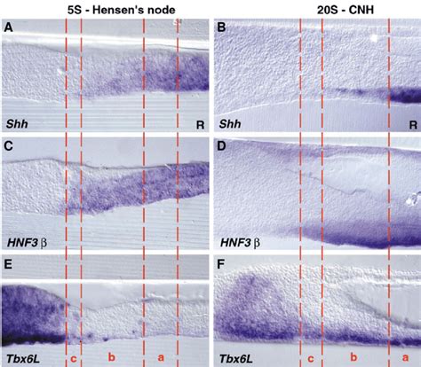 Conserved gene expression pattern in Hensen's node and CNH subregions ...