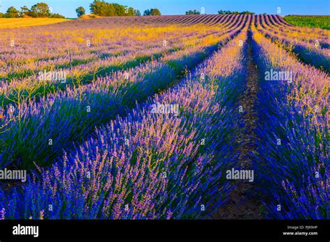 Lavender Cultivation Fields Stock Photo Alamy