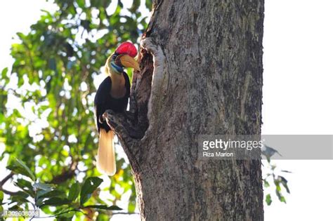 52 Knobbed Hornbill Stock Photos High Res Pictures And Images Getty