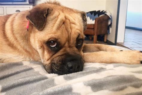 Ori Pei Pug And Shar Pei Mix