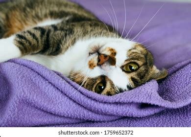 Screaming Tabby Kitten Blue Eyes Cute Stock Photo 1029554704 Shutterstock