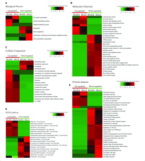 Heat Map Obtained From Functional Enrichment Based Cluster Analysis