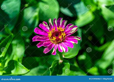 Hermosa Flor En Crecimiento Silvestre Zinnia Elegans En Pradera De