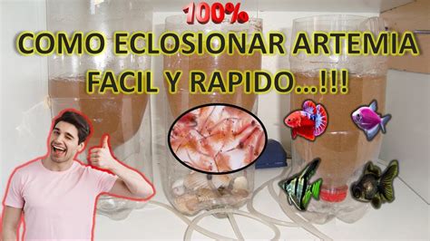 Tutorial C Mo Eclosionar Artemia F Cil Y R Pido Youtube