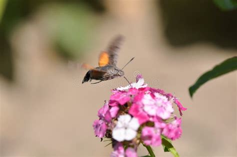 Hummingbird Hawk Moth Stock Image Image Of Beautiful 120845389