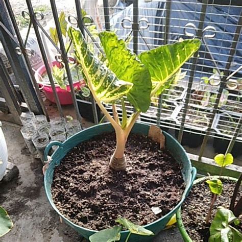 Alocasia Guenia Gold Keladi Pokok Induk Viral Ready Stock