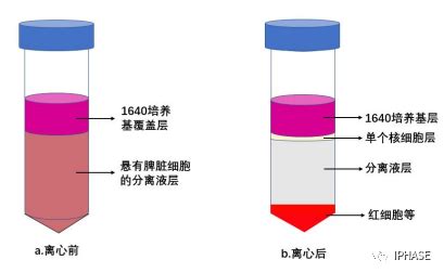 脾脏单个核细胞分离方法及注意事项 知乎