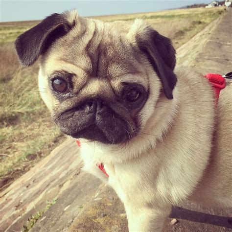 Instagram Photo By Batman May At Pm Utc Cute Pug