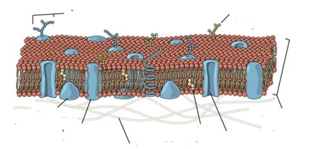 Biology Chapter Cell Structure Sides Diagram Quizlet