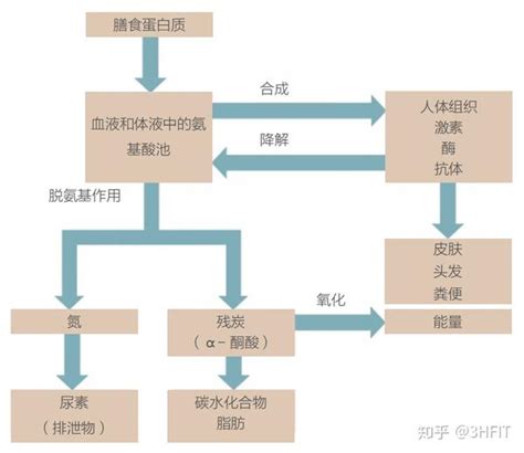 运动和蛋白质代谢 知乎