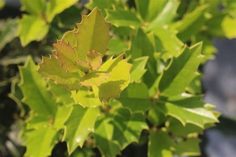 Oak Leaf™ Holly for Sale: Fast Growing Shrub | Perfect Plants