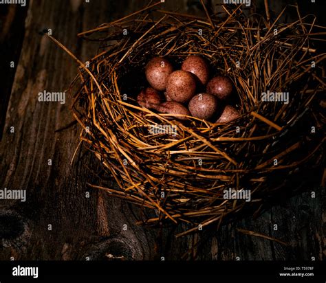 Flycatcher Eggs In Nest Hi Res Stock Photography And Images Alamy