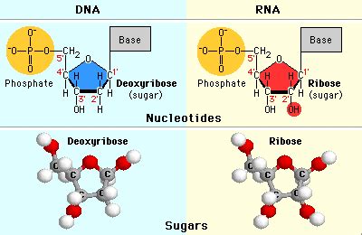 Deoxyribose - Alchetron, The Free Social Encyclopedia