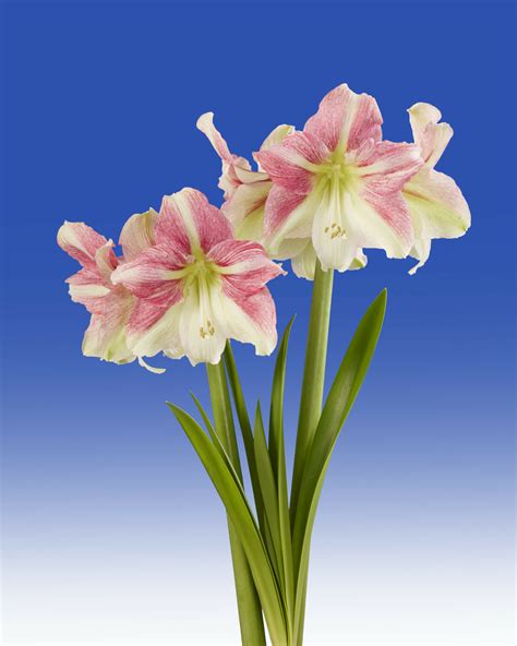 Duet Candy Hippeastrum P Aker Seeds And Flower Bulbs