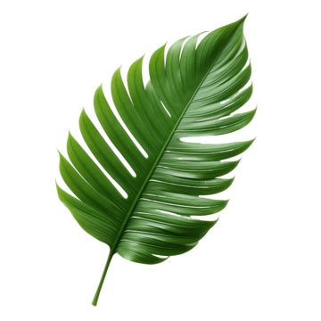 Palm Leaf Tropical Tropical Leaf Green Leaf PNG Transparent Clipart