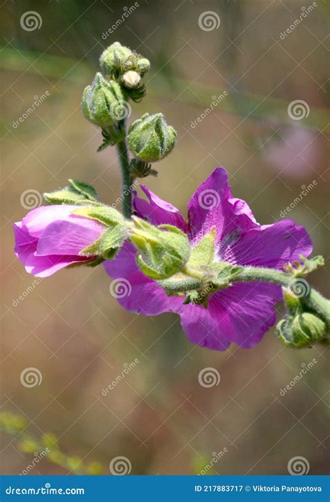 Purple Flowers Of Common Hollyhock Alcea Rosea Stock Image Image Of