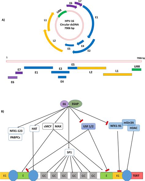 A Hpv 16 Genome Structure Schematic Representation Of The Hpv16