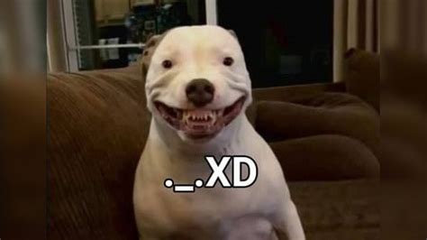 Maddy The Pitbull Perro Xd Know Your Meme