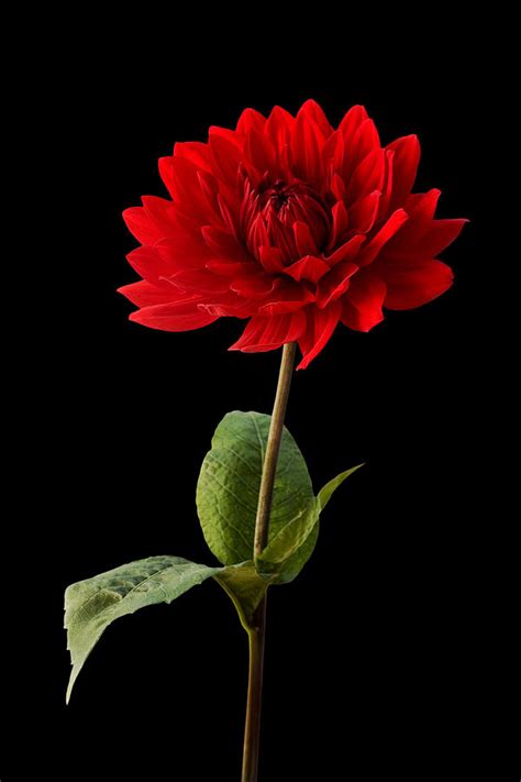 Red Dahlia Flower Against Black Background Photograph by Natalie Kinnear - Fine Art America