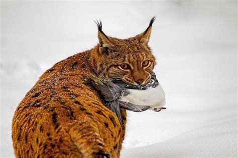 Ernährung Luchs Land Tirol