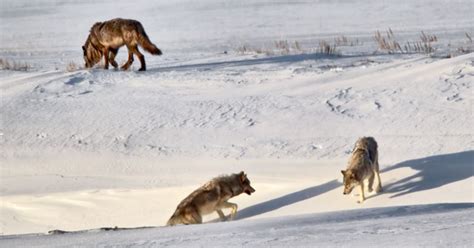 Lamar Valley Yellowstone Tours Lamar Valley Wolf And Wildlife Tours