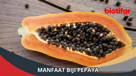 Manfaat Biji Pepaya Kekuatan Keajaiban Untuk Kesehatan Biotifor