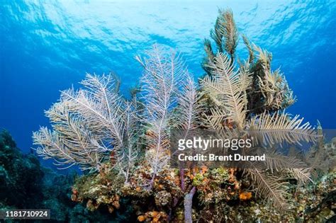 Bahamas Coral Reef High-Res Stock Photo - Getty Images