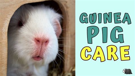 Guinea Pig Care How To Look After Guinea Pigs Youtube