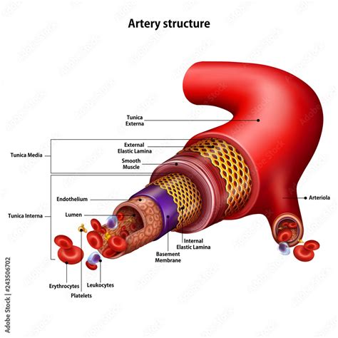 artery structure      structural elements vector