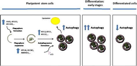 Autophagic Flux In Pluripotency And Differentiation The ULK Complex