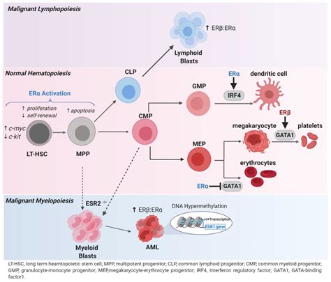 Cancers Free Full Text Estrogen Receptors Alpha And Beta In Acute