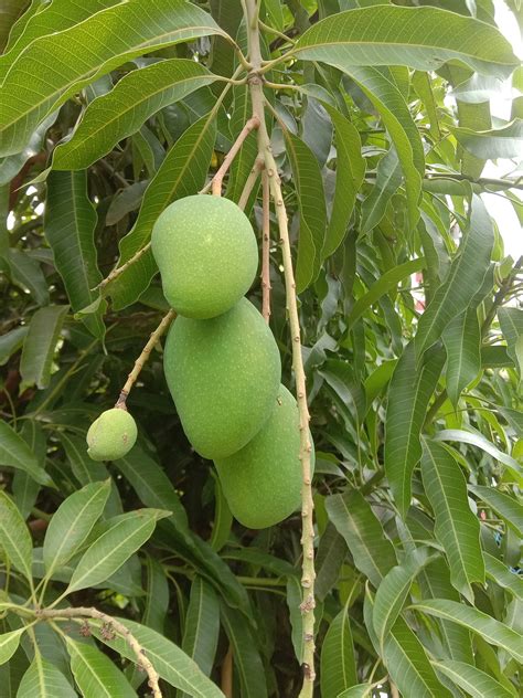 Mangifera Indica – EDIL Nurseries