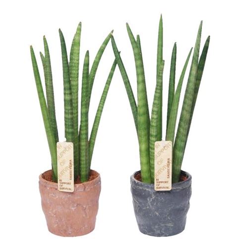 Sansevieria Cylindrica Spaghetti Plant Wholesale Floraccess