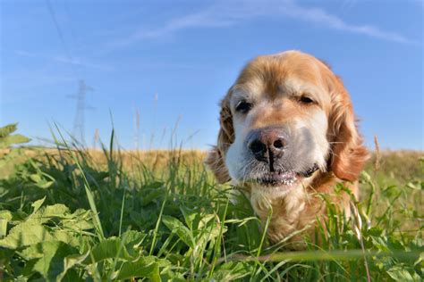 ¿por Qué Los Perros Comen Pasto Blog Agrocampo Colombia