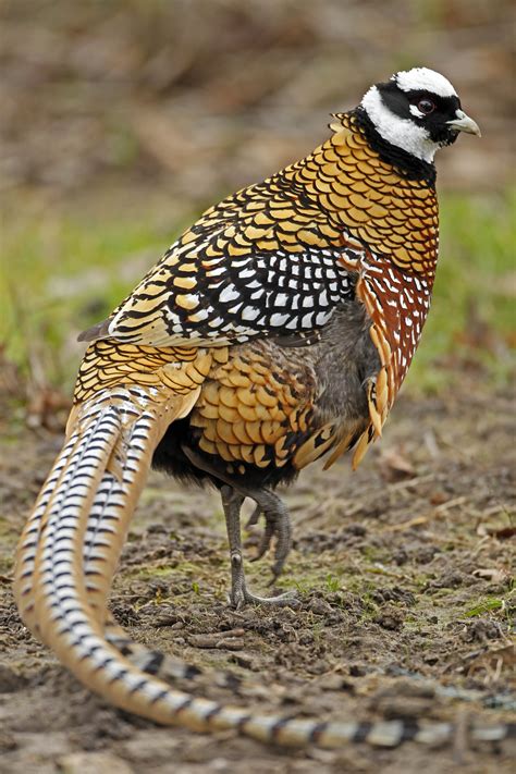Details : Reeves's Pheasant - BirdGuides